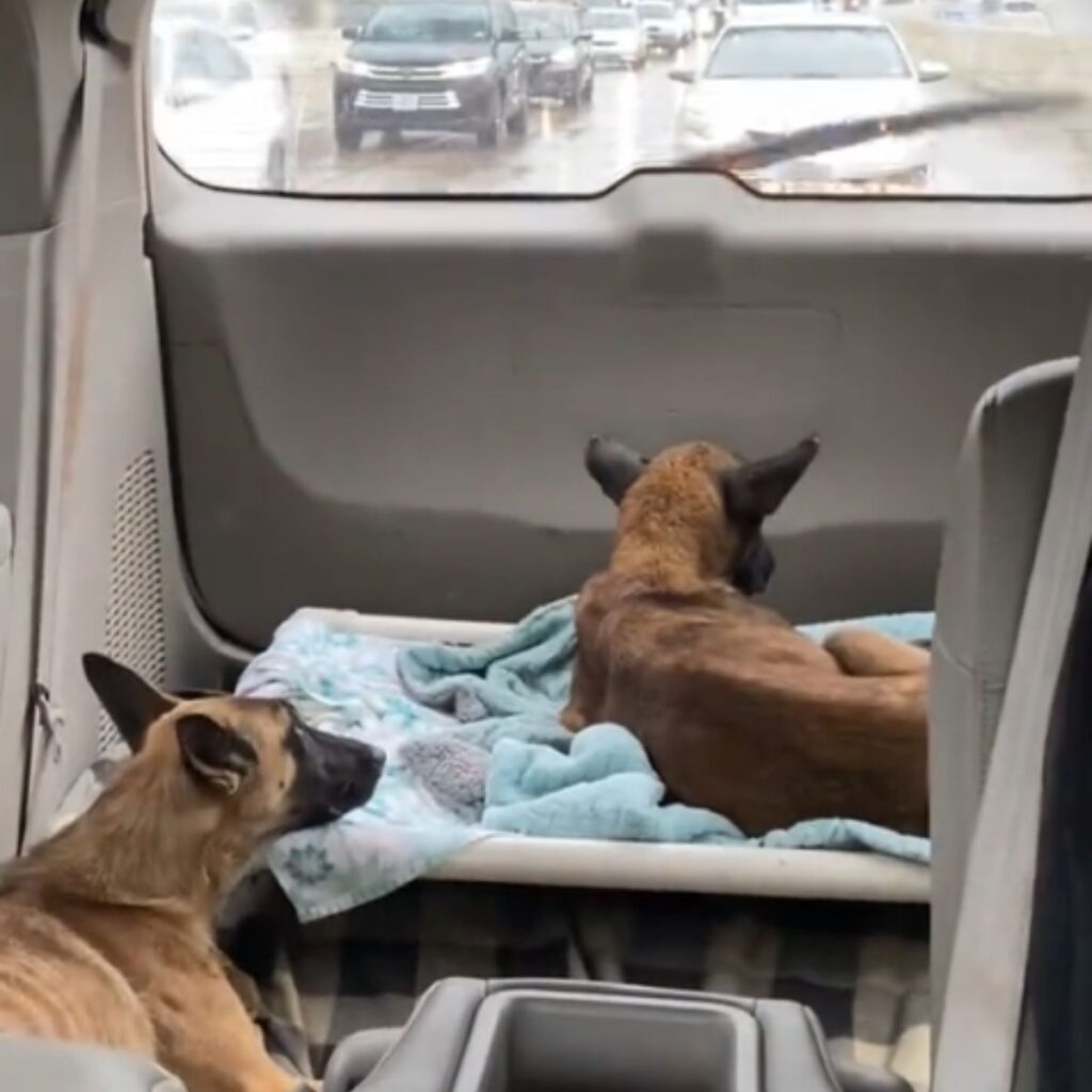 two dogs in a vehicle