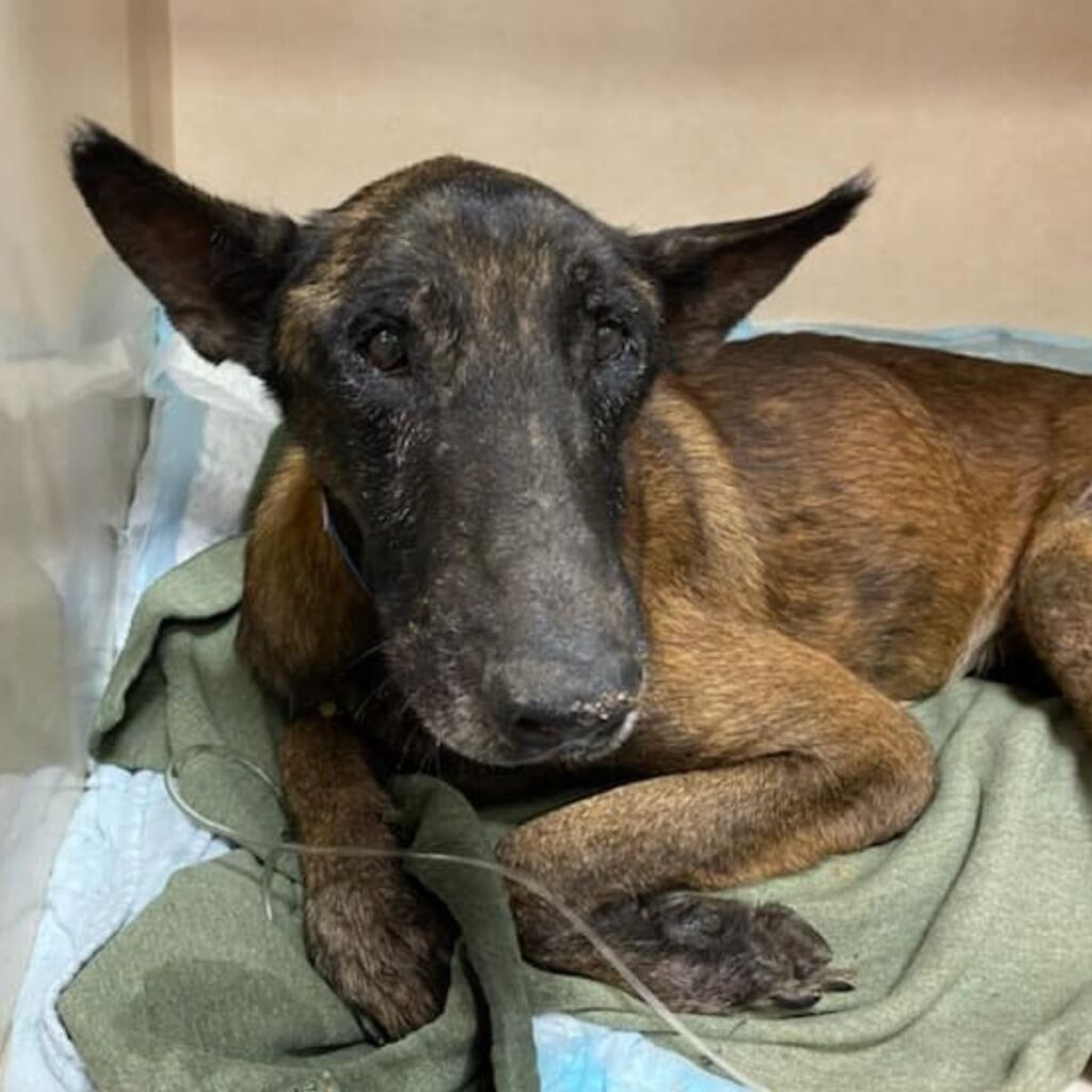 sick dog lying in kennel