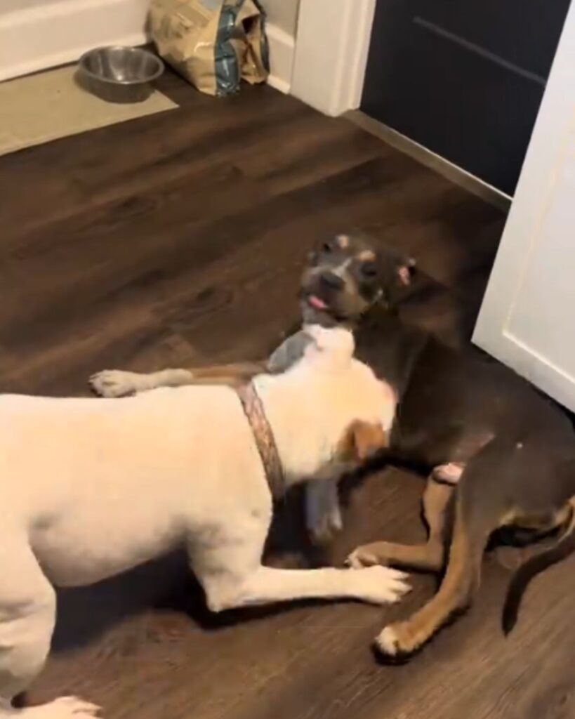 two dogs playing