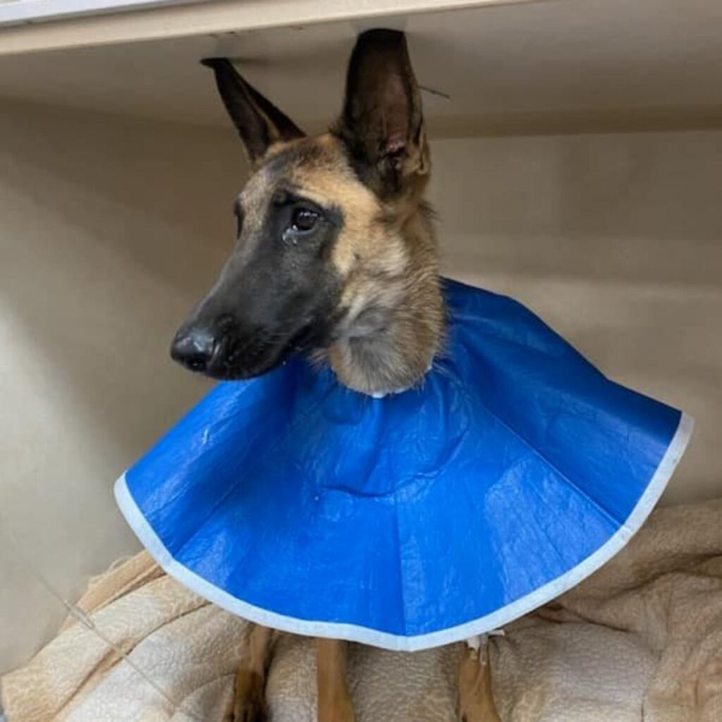 dog with cone sitting in kennel