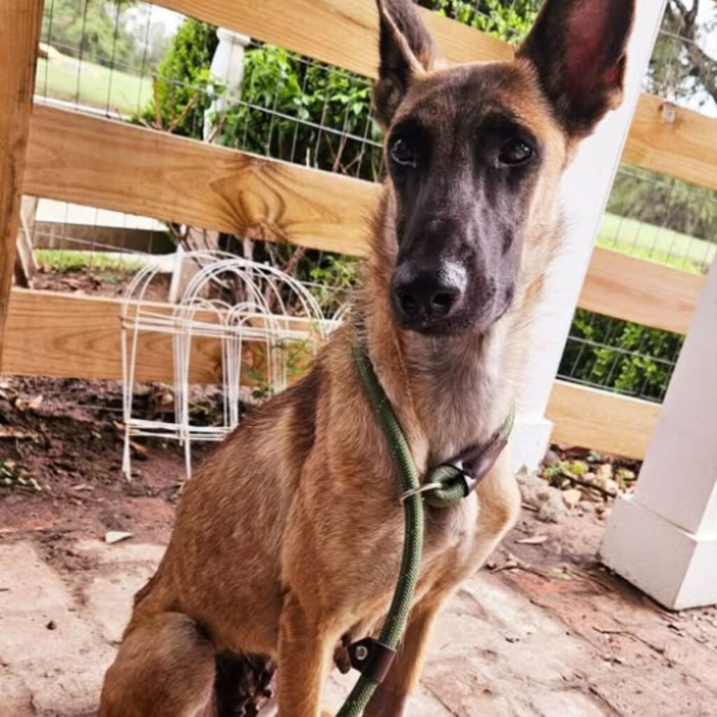 dog sitting outside