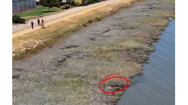 California Local Saw Something Struggling In A Canal And Then Things Took An Unexpected Turn