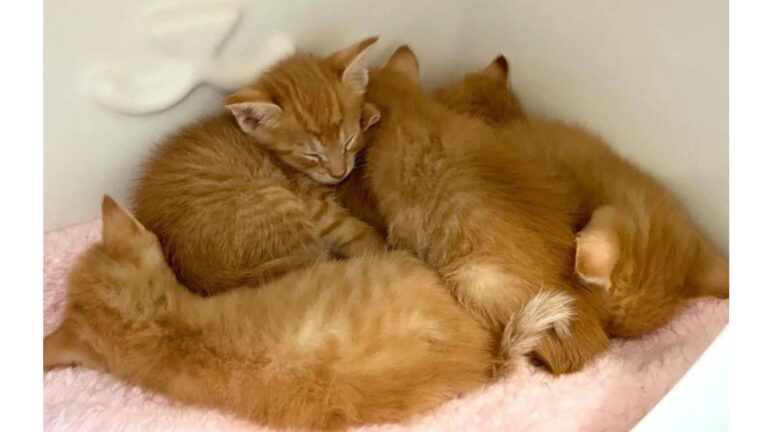 Virginia Woman Takes In 5 Orphan Kittens, Then Gets Called To Help Another Soul In Need