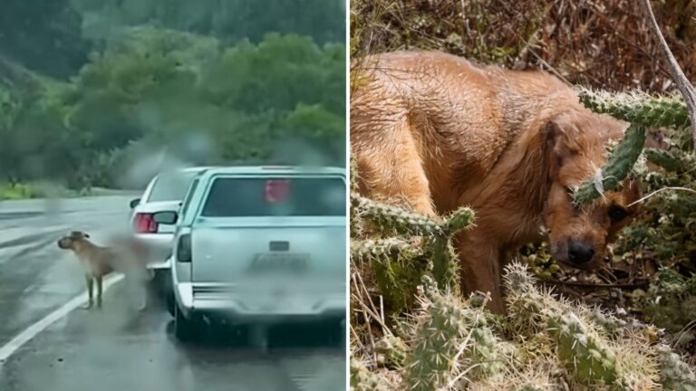 Dog Gets Tossed From Moving Car In Storm, Then Ends Up Trapped In Cactus Field In San Diego