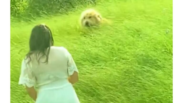Sisters Driving Through Texas Fields See A Dog In The Grass And Decide To Pull Over