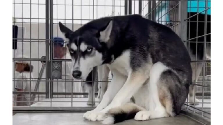 LA Dog Left Shaken And Heartbroken After The Only Family She Knew Gives Her Up