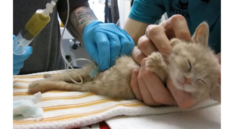 Washington Woman Takes Her Paralyzed Kitten To Acupuncture And The Outcome Stuns Everyone