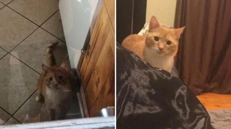 Ohio Cat Keeps Staring At His New Mom And The Heart-Melting Reason Says Everything