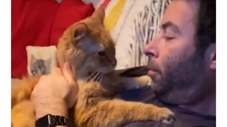 California Woman Adopts Senior Rescue Cat Unaware He’s About To Steal Her Husband