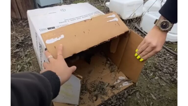 Soggy Box Left Out In Rain Brings California Rescuers To Tears When They See What’s Inside