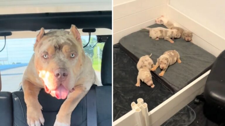 Texas Dog Meets His Puppies For The First Time, Watch His Priceless Reaction In The Video