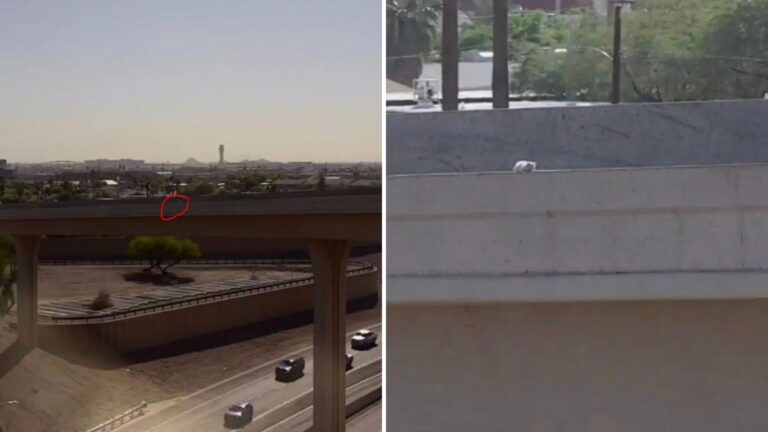 Driver Notices Odd Little ‘Speck’ On Busy Highway In Arizona And Decides To Take A Closer Look