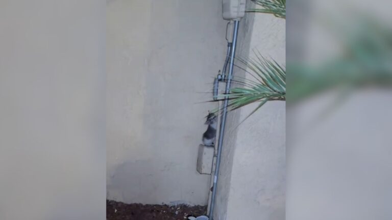California Woman Hears Desperate Cries Outside Her Apartment At 1 AM And Decides To Check