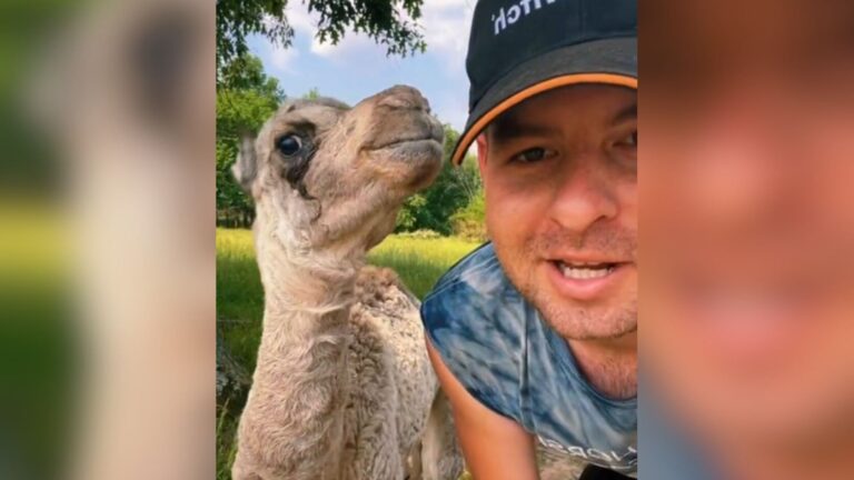 Baby Camel In Missouri Goes Viral After Casually Saying “Hey” To The Camera