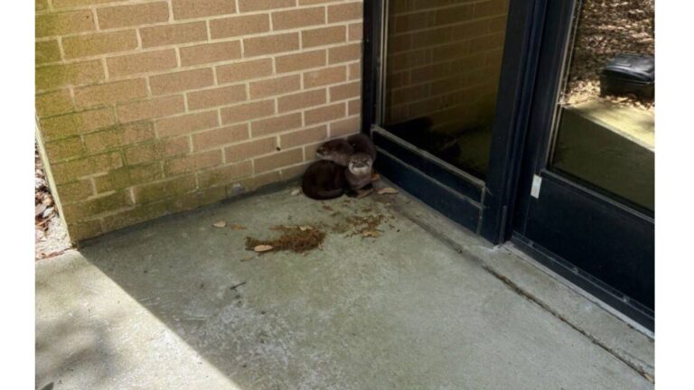 Virginia Navy Base Stunned As Tiny Wild Creatures Show Up At Their Door