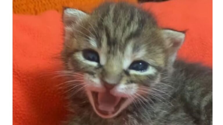 Florida Woman Hears Crying Kittens In Parking Lot, Then Faces A Heartbreaking Scene Beside Them
