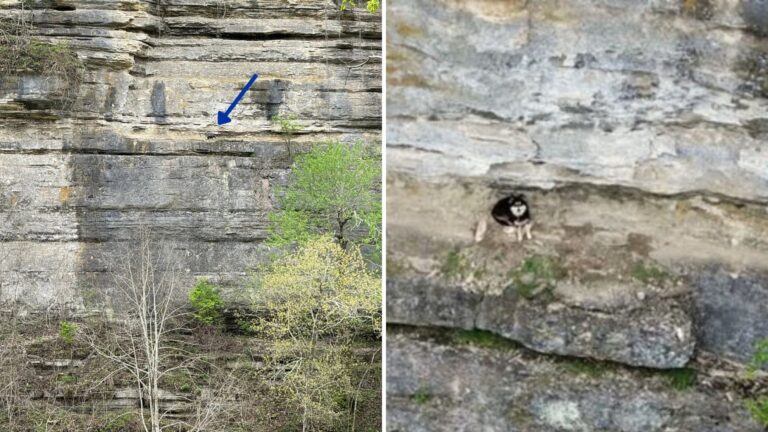 Woman Sees A Speck On A Cliff, Then Realizes It’s Alive And Stuck 100 Feet Above Kentucky River