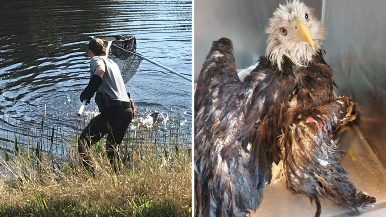 Bald Eagle Gets ‘Majestic Save’ In Florida After Crash-Landing In Canal Filled With Alligators