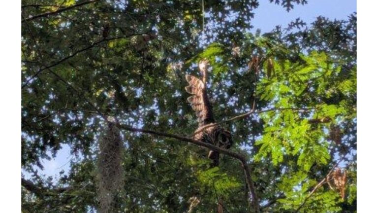Woman Sees A Ball Of Feathers Hanging From A Tree In North Carolina Park And Decides To Stop