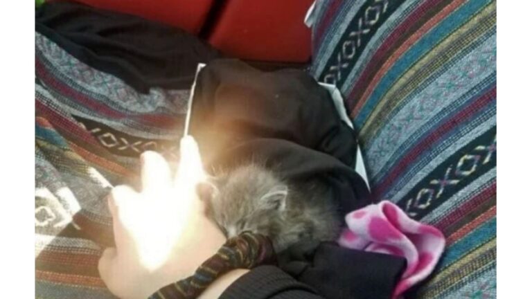 LA Woman Hears Faint Sound In Her Neighborhood, Then Finds A Shivering Furball Crying For Help