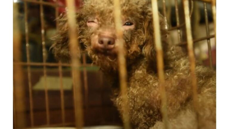 North Carolina Dog Kept In Dark Puppy Mill Her Whole Life Finally Gets To Feel Sunshine
