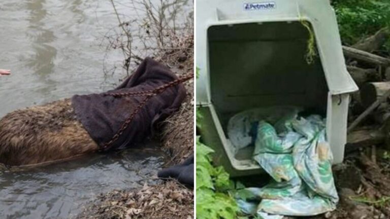 Oklahoma Man Spots What Looks Like A Beaver Stuck In Mud And The Truth Shocks Him