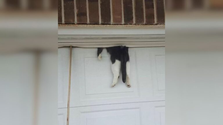 Louisiana Man Closed His Garage Door, But What He Was About To Face Caught Him Off Guard