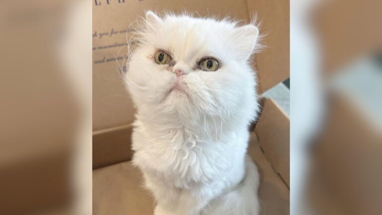 New York Woman Gives Senior Cat A Home And Gets An Adorable Surprise In Return