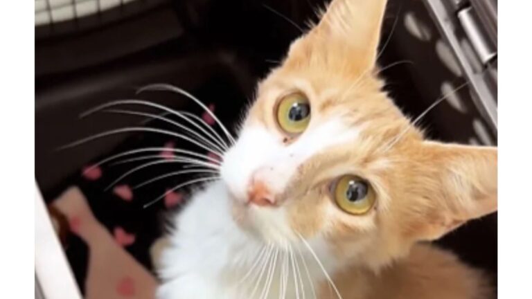 Cat Found In Open Field Brings Florida Rescuers To Tears When They Come Closer