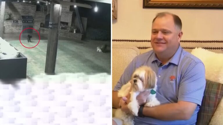 Watch This Fearless Cat Save A Little Dog’s Life From Coyote Attack In Oklahoma