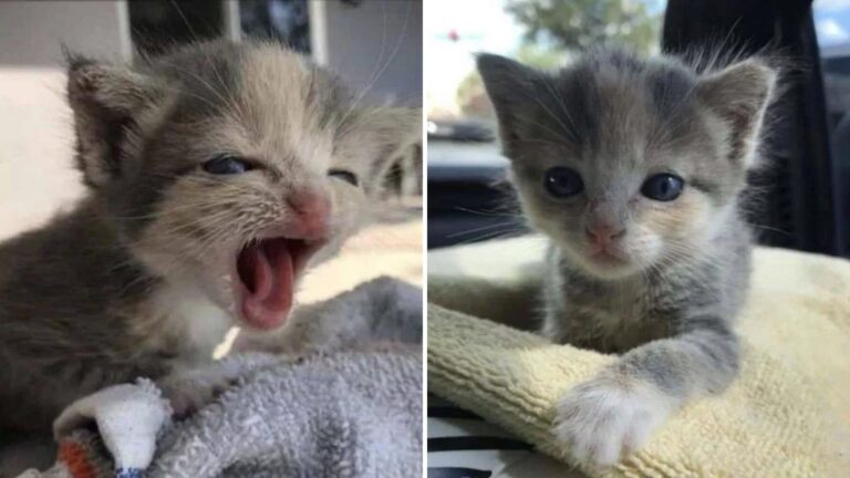 Orphaned Kitten Cries Her Lungs Out For 15 Hours On Florida Farm Until Someone Finally Finds Her