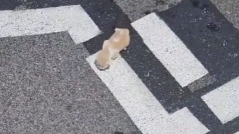 Illinois Woman Nearly Walks Past Tiny Trembling Figure In Parking Lot Until Soft Cries Stop Her
