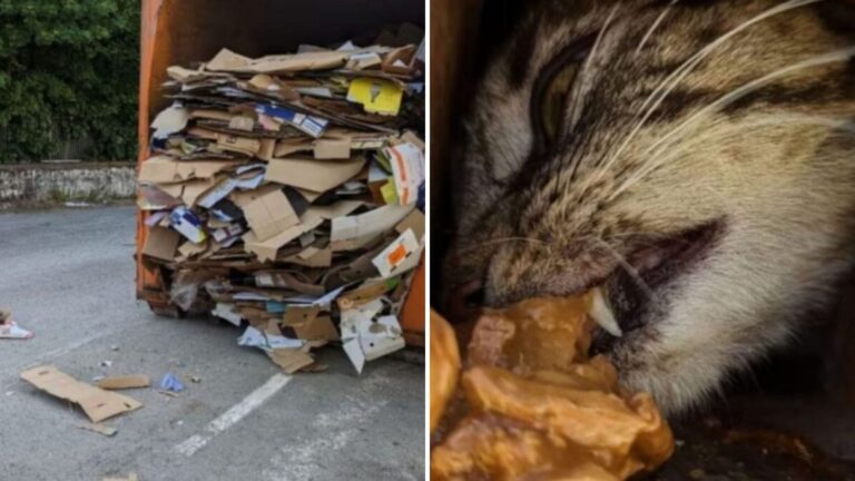 New Jersey Workers Trace Frantic Cries To Cardboard Compressor And Freeze At What They Find