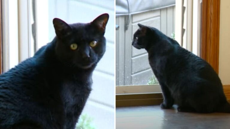 Ohio Cat’s Insistent Attempts To Wake Owners Alert Them To Something Terrifying In Their Home