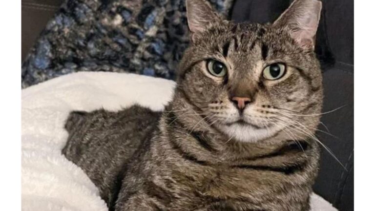 New Jersey Woman Scoops Up Starving Cat From The Street And Gives Him A Life He Never Dreamed Of