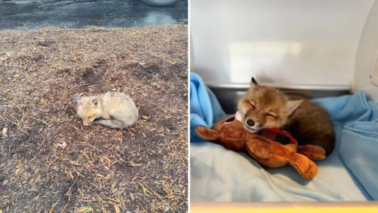 Massachusetts Rescuers Save Orphaned Fox Kit, But Quickly Realize Something Is Odd About Him