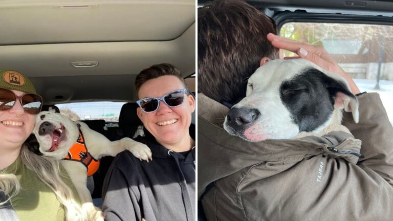 Scared Dog Gets Rescued On Missouri Streets And Instantly Melts Into Arms That Finally Feel Safe