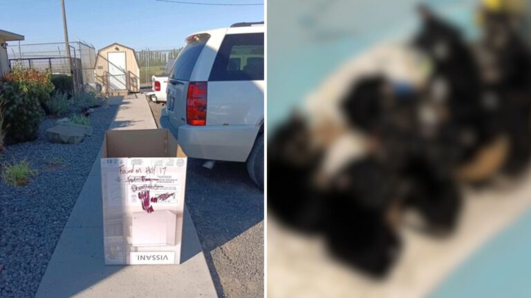 Washington Rescue Team Opens Box Labeled “Found On HWY 17” And Instantly Breaks Down
