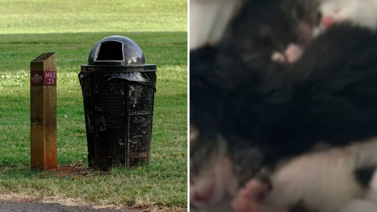 Boys Hear Weird Sounds From Trash Can In Brooklyn Park And Realize Someone Tiny Needs Help
