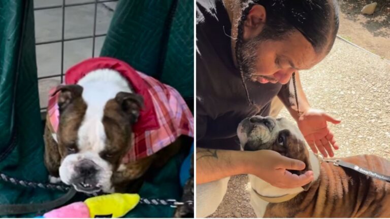 Texas Shelter Staff Find Bulldog Tied To Their Gate And Can’t Believe Who He Turns Out To Be