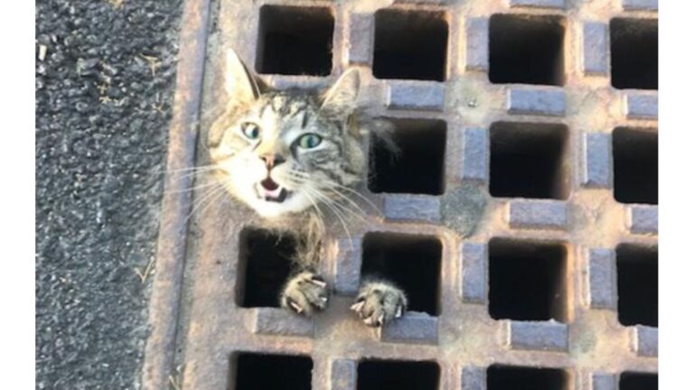 Massachusetts Local Stunned To See Cat Running Out Of Strength While Stuck In Drain Grate