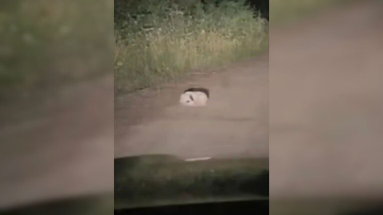 Oregon Camper Sees Strange Creature Curled Up On The Road And Decides To Pull Over And Check