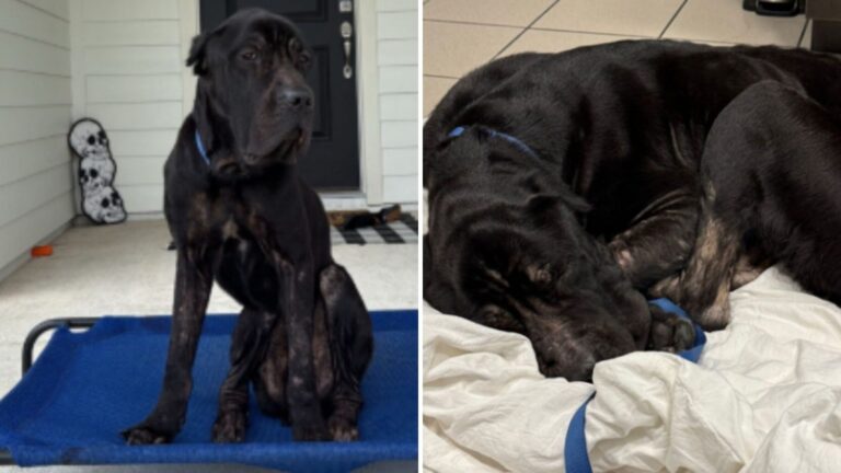Florida Woman Discovers Abandoned Cane Corso At Her Door And His Condition Leaves Her In Tears