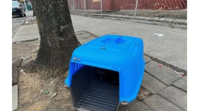 Blue Carrier Abandoned On A Sidewalk In New York Reveals A Little Furry Soul Huddled Inside