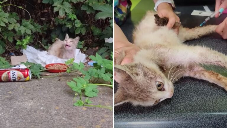 Cat Found Digging Through Trash In Georgia Leaves Rescuers Heartbroken After Shocking Diagnosis