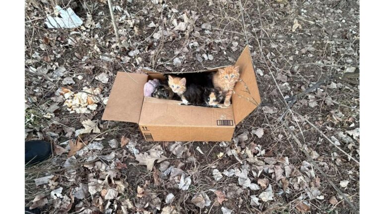 Locals See A Cardboard Box Sitting In Ohio Park, But They Weren’t Prepared For What Came Next