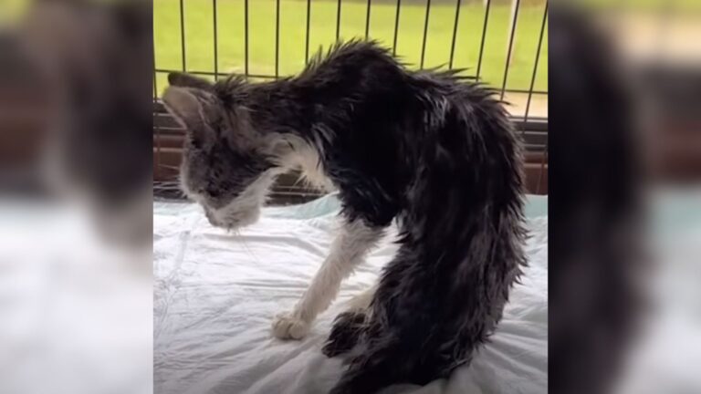 Senior Cat Found In Trash In Pennsylvania Finally Finds Safety And Has His Last Wish Granted