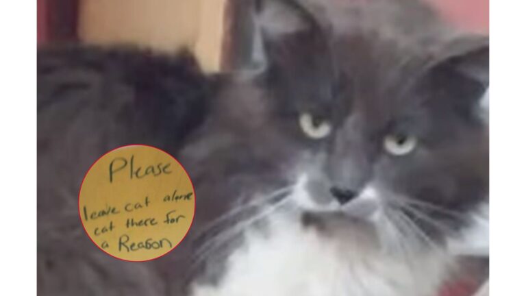 Cat Sits On Indiana Street With Mysterious Note Warning To Stay Away ‘He’s There For A Reason’