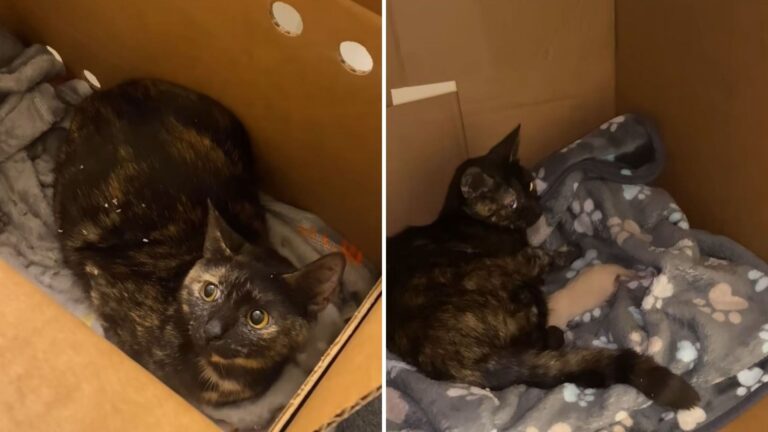 With Nowhere Safe To Go, Cat Gives Birth Under A Parked Car In The Pouring Rain In Houston