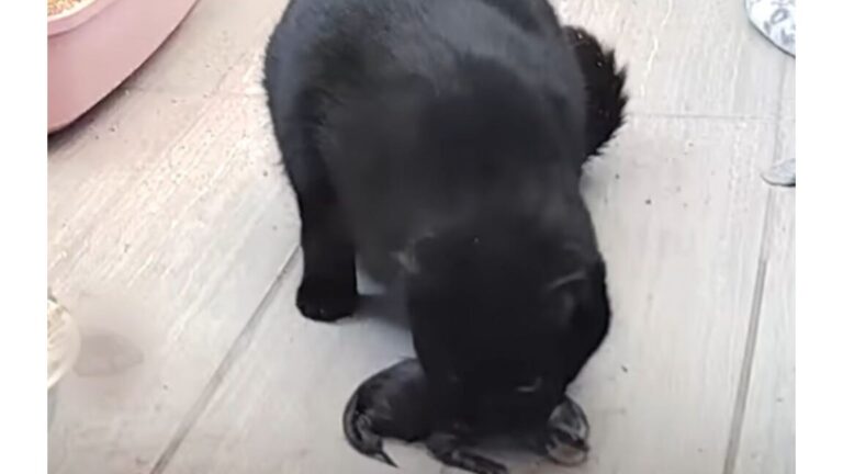 Ohio Woman Takes In Stray Cat In Need, Then Captures An Incredible Moment On Nanny Cam